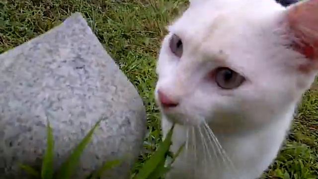 Graveyard Keeper Cat 3 смотреть онлайн