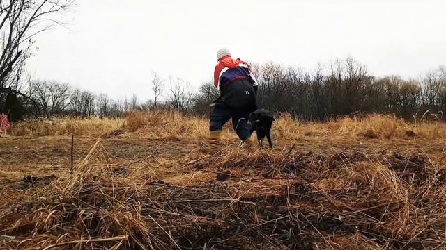 Отработка отзыва по команде на игрушку для Русского Ринга. смотреть онлайн