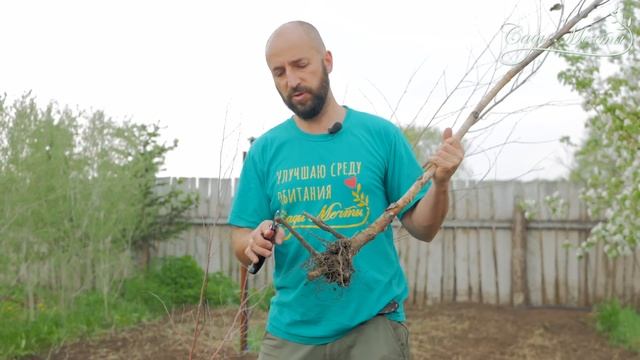 Как правильно сажать деревья