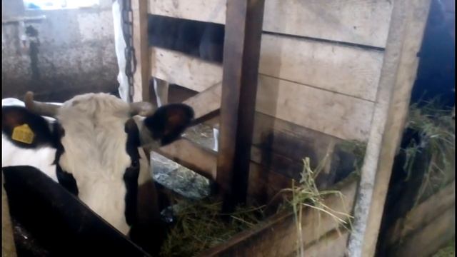 стойловый период начался, расставил всех по местам, коровы телята овцы коза все в тепле