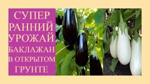 Баклажаны завалили урожаем. Кусты без колорадского жука. Мой уход за баклажанами. Обзор урожая 2022.