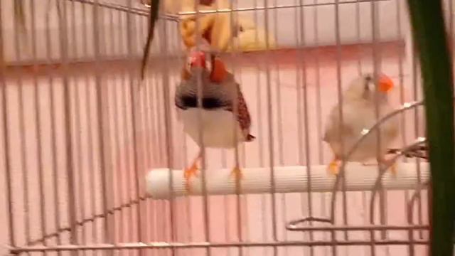 Амадины подпевают под мой аккомпанемент смотреть онлайн