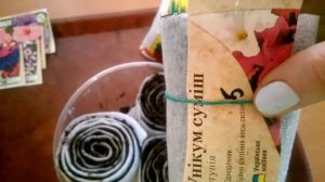 Простейший способ посева семян  петуньи в улитку.