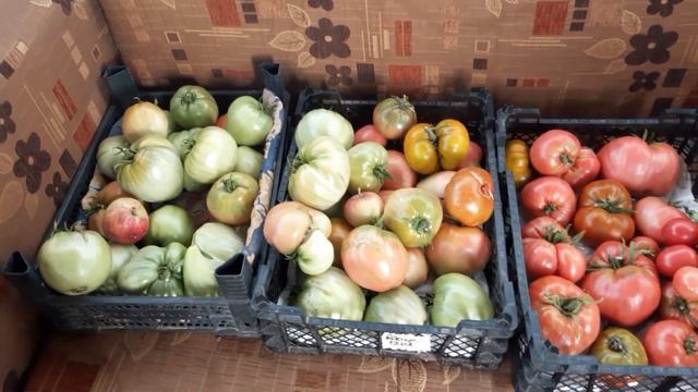 томат альфонс🍅🍅