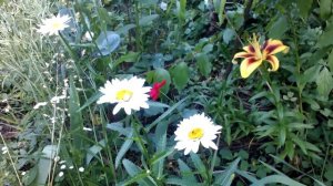 Топ - 10  самых красивых и не прихотливых растений в моём саду в начале июля