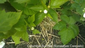 Как цветут разные сорта ежевики? Ранние сорта 1 часть.