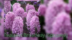 Гиацинт Broadway (Бродвей)
