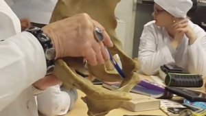 Таз и соединения костей таза (1 часть)