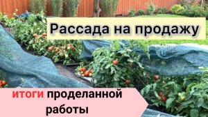 14. Рассада на продажу. Обзор выращенного урожая. Выводы.