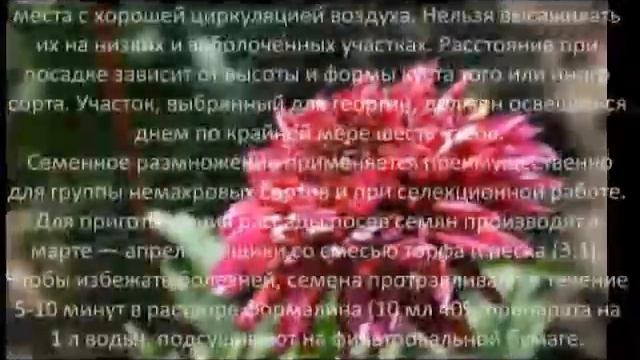 Многолетние цветы для сада Георгина культурная