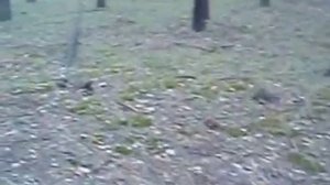 Архив грибника: грибное лето Красный Лиман-2012