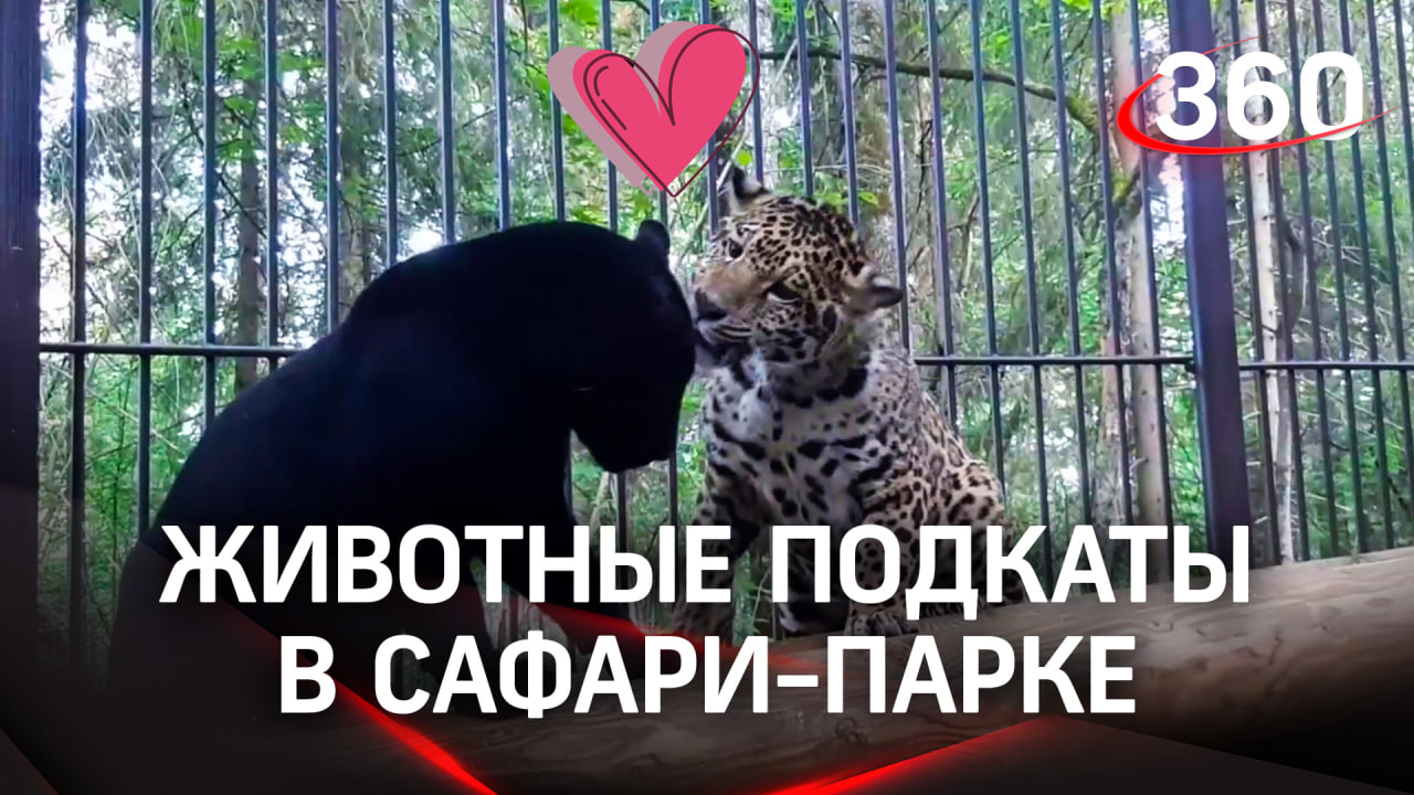 Ягуар подкатывает к пантере. Кошачьи нежности