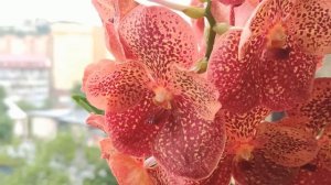 ORCHID VANDA, ОРХИДЕЯ ВАНДА - ТОНКОСТИ УХОДА, СОДЕРЖАНИЯ, ПОЛИВА, ДЛИТЕЛЬНОСТЬ ЦВЕТЕНИЯ. ОТ А ДО Я!