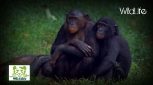 Animal mating videos | Monkey mating - Bonobo Love | HD