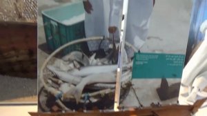ОАЭ Морской Музей Шарджа - Sharjah Maritime Museum - репортаж AlekZ(c) 16/04/17
