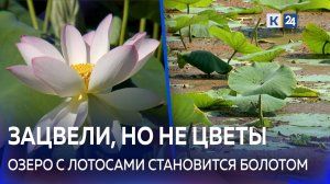 Цветы в опасности: на Кубани озеро с лотосами заросло азоллой