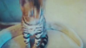 Бенгальские коты