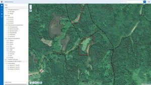 Мониторинг лесопользования лесного участка.