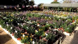 Novemberfest Overview 2018 - Danziger Welcomes Industry Leaders to the Bedding Plant Open Days