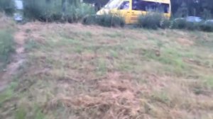 Зайцы бегают во всю