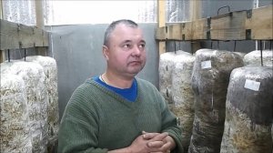 Как прорастает мицелий с запахом