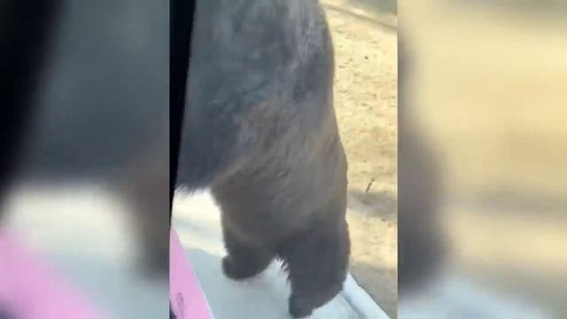 Медведь