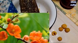 Как заготовить плоды Хеномелеса ( Японская айва). Простой и быстрый способ