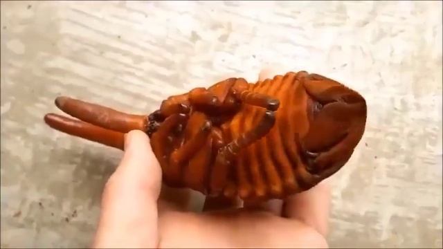 ? Жук-геркулес. Развитие. смотреть онлайн