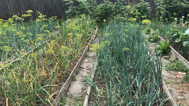 Последняя подкормка лука и чеснока Для крупной головки смотреть онлайн