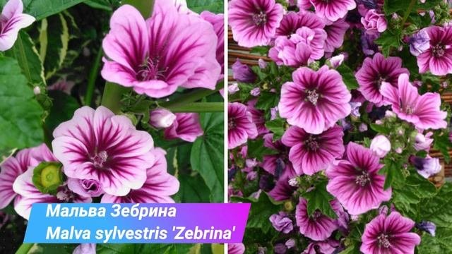 Самые красивые и неприхотливые цветы, которые размножаются сами и цветут все лето в саду!