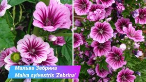 Самые красивые и неприхотливые цветы, которые размножаются сами и цветут все лето в саду!