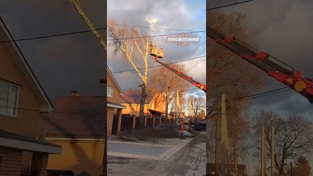 Когда клиент передумал. Спил деревьев Тула 89539581844