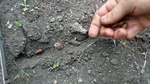 Выращивание абрикоса из косточки на Южном Урале.