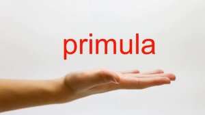 How to Pronounce primula - American English