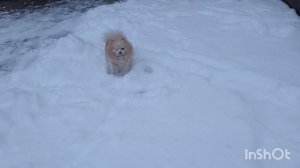 Шпиц, Парголово.mp4