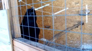 Что говорит ворон Рута?