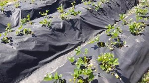 Фриго клубники сорт Кабрилло спустя 40 дней после посадки. часть 4