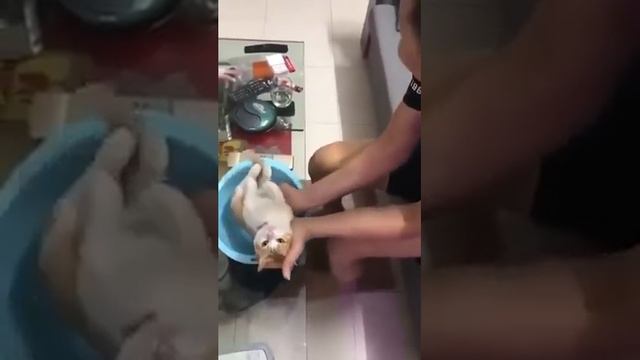 Как правильно мыть младенца. Урок на коте. смотреть онлайн