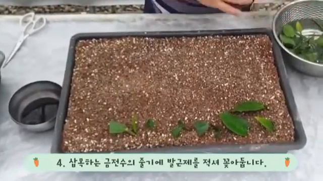 늘찬농장 금전수 삽목&잎꽂이 영상🌿 смотреть онлайн