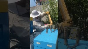 Начали качать липовый мёд, мёд на вкус и запах -чистейший Липовый.