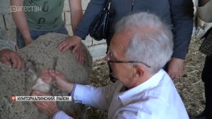 В Гунибском районе прошел семинар по вопросам тестирования шерсти Дагестанской горной породы овец