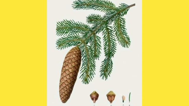 Спостереження за липою смотреть онлайн