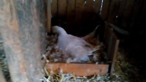 Разгуливаем гусей на вторую яйцекладку.