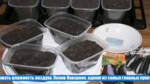 Когда сеять баклажаны на рассаду в марте 2021 года по лунному календарю