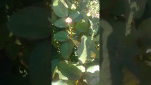 роза валентино с сюрпризом,пращаюсь с моим любимым цветком,плачу