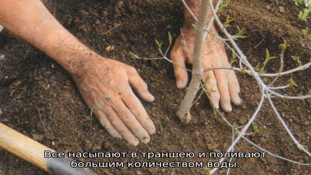 Когда пересаживать сливу