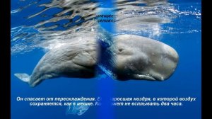 Самое большое животное кит млекопитающее 2017