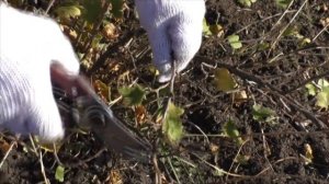 Как правильно обрезать взрослый куст крыжовника.
