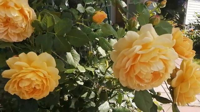 Английская роза Голден Селебрейшн .Селекционер Дэвид Остин. смотреть онлайн