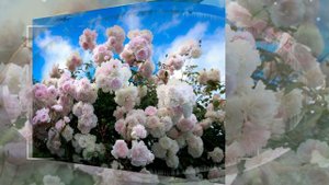 "Только встречу улыбку твою..." Стихи Афанасия Фета. Музыка, исп. и видеоклип Т.Комраковой..